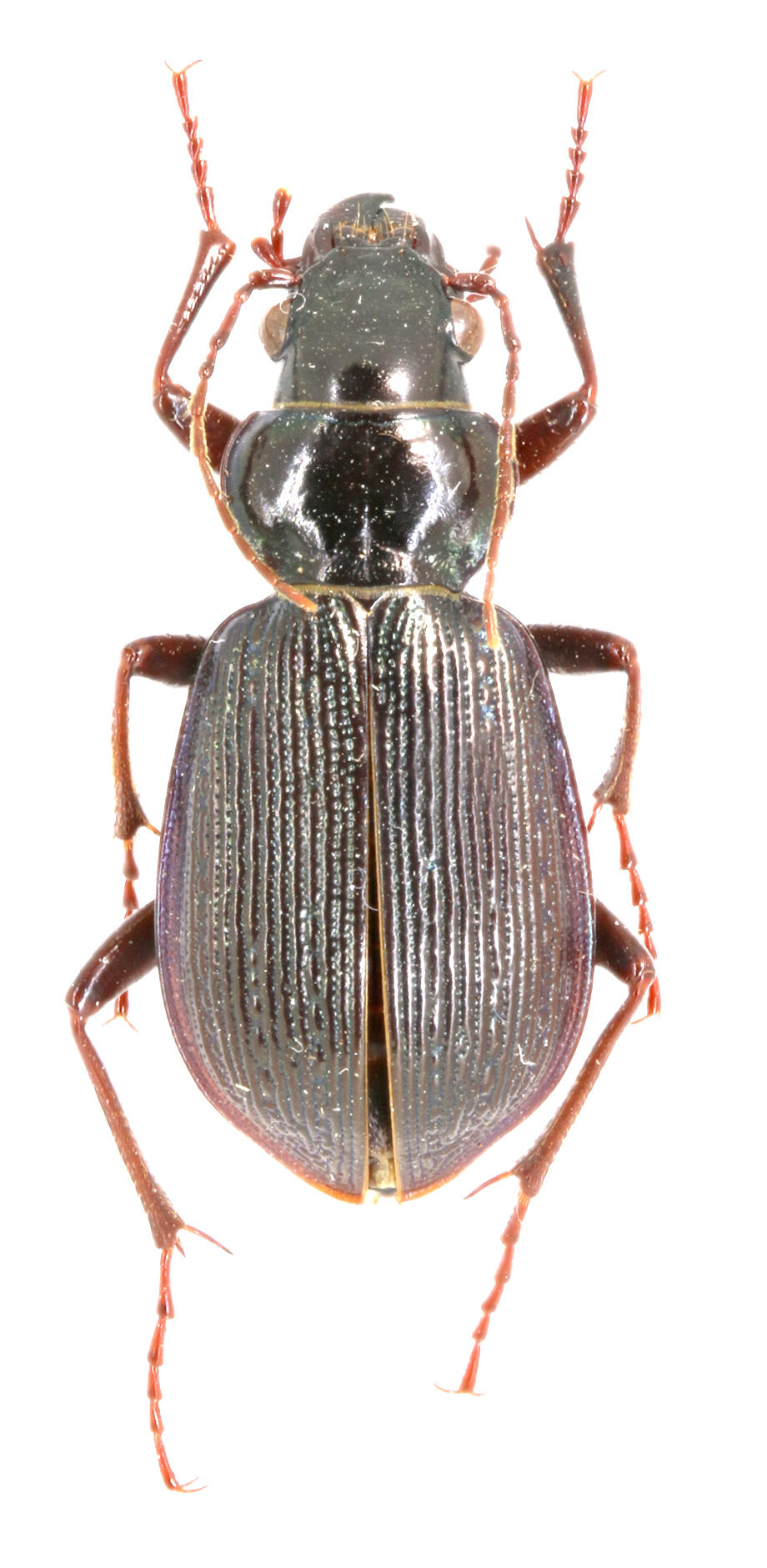 Calosoma leleuporum Isla Santa Cruz.Espécimen depositado en la colección ICCDRS (ICCDRS 3810) Foto: María Sol Herrera, CDF, 2024.